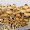 African transkei shrooms
